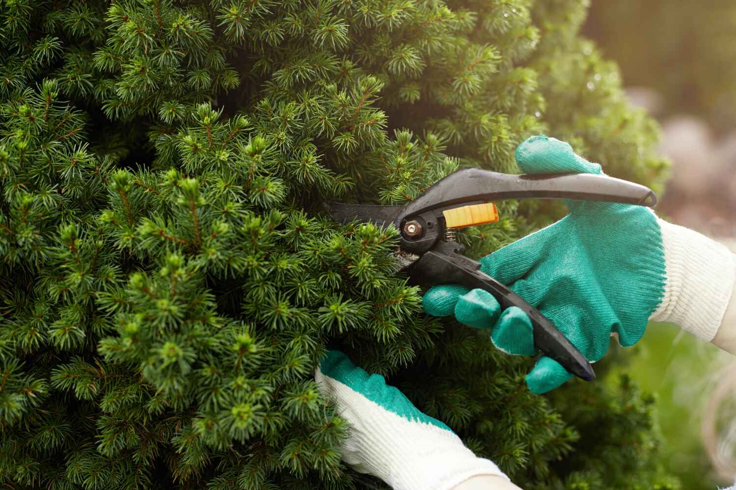 Best Professional Tree Care  in Advance, MO